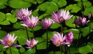 Water lilies