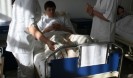 inf 2011 136
