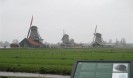 51  vasica Zaanse Schans